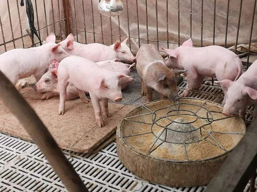 当前母猪全价饲料价格波动大，如何制定养殖户成本优化实战方案？