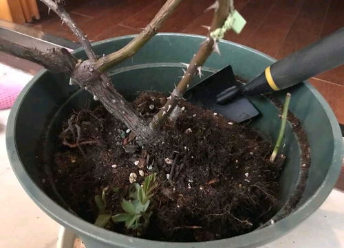 先说说停止施肥！