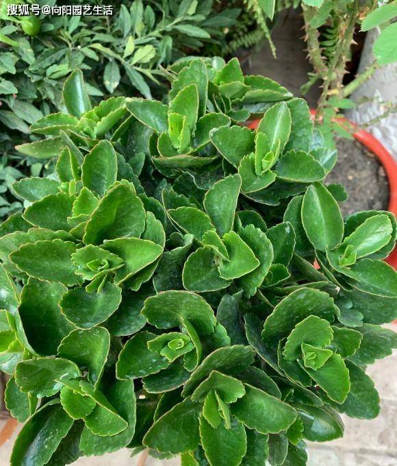 长寿花苗子刚出来的时候用啥肥料蕞行