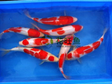 丹顶锦鲤鱼价格不一，品质决定价格