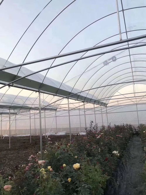 北方当归种植的成活率难题