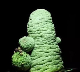 佛头玉多肉能长多大？绿植养护佛头玉的养殖方法有哪些
