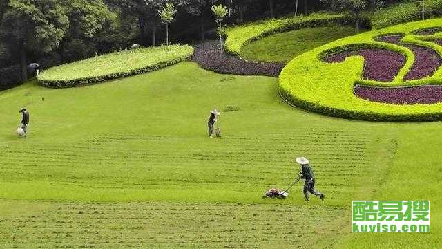 剪股颖：越修剪越柔软