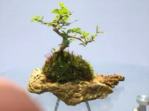 北方冬天嫩播种吗？