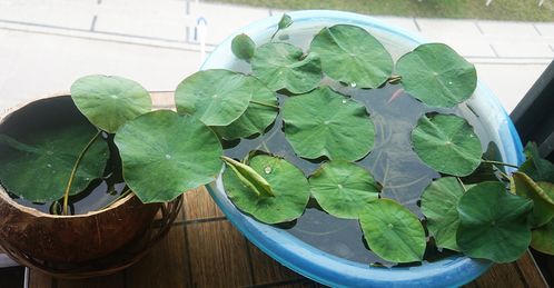 奶茶杯育苗：简易又高效