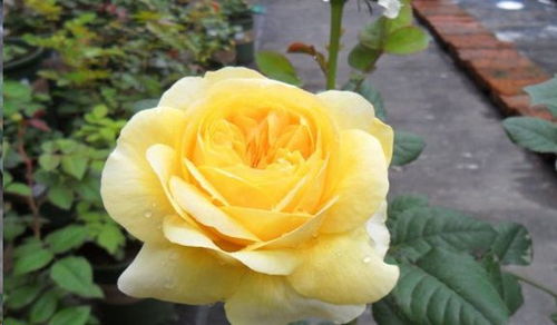 黄色永恒月季的花期有多长？