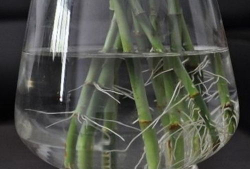 富贵竹根黑速救！3招根治黑根难题