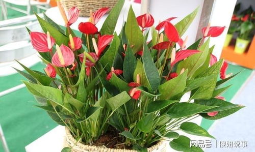 红掌花如何进行科学养殖和日常养护