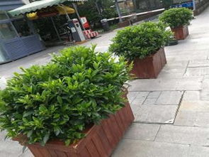 植物租赁， 绿植花卉租摆，多样化的选择