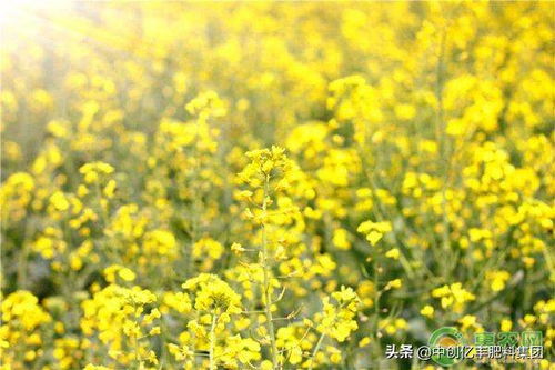 油菜花和小麦的铁锈病问题