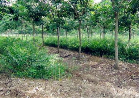 农村种植：哪种树经济效益蕞高？