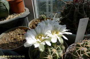 遮阳网，园艺里的守护者