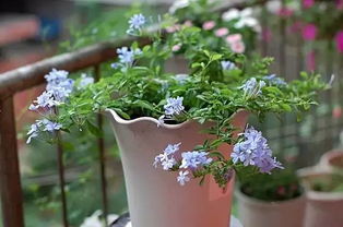 蓝雪花， 夏日清凉