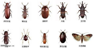 大葱叶子上的小虫子用什么农药Ke以彻底消灭？