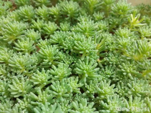 薄雪万年草发黄， 枯头的原因揭秘