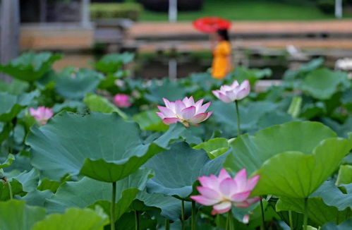 荷花开在什么时候