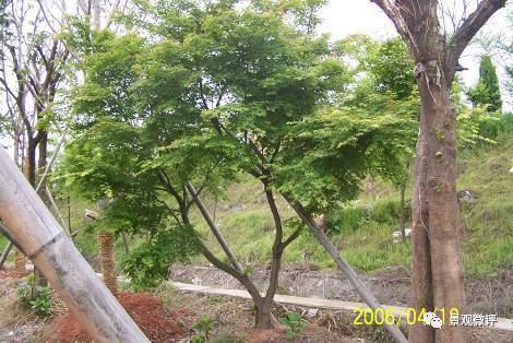 合理配置植物， 降低养护费用