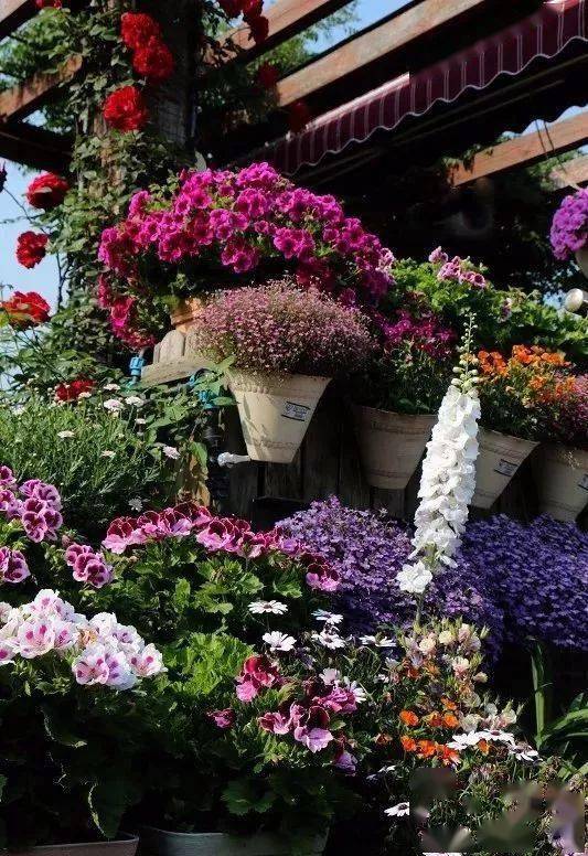 一、草花种植，何时入手？