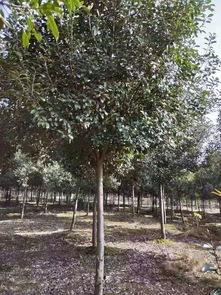 高杆红叶石楠的高度