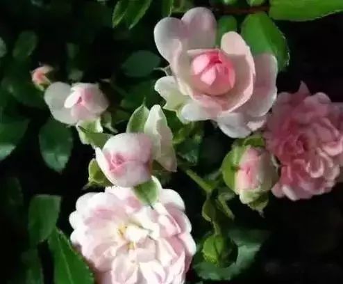 珊瑚果冻月季：阳光的喜爱者