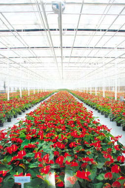 天津荣达花卉市场：花香四溢， 品种繁多