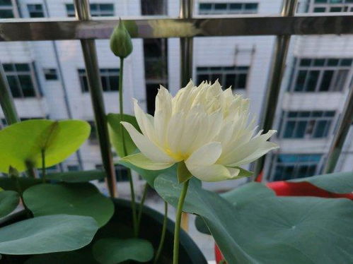 种球的选择， 要像选朋友一样