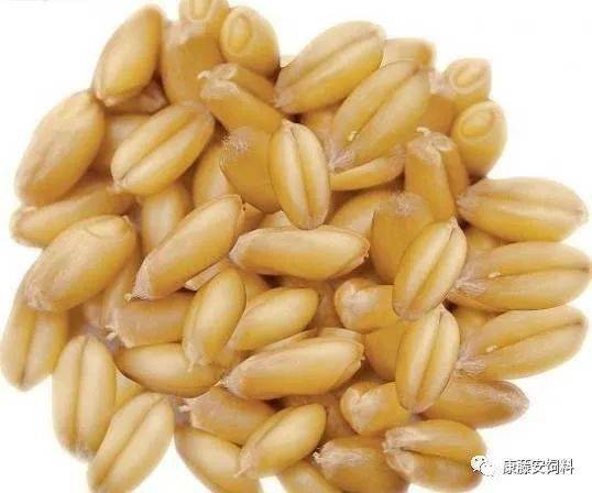小麦在饲料中替代玉米的营养优势如何实战应用？