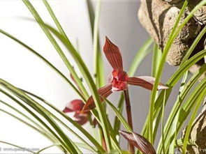 兰花烂根的原因探秘