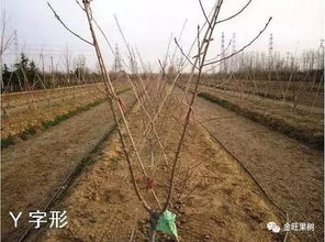 油桃树修剪，手把手塑造高产树形