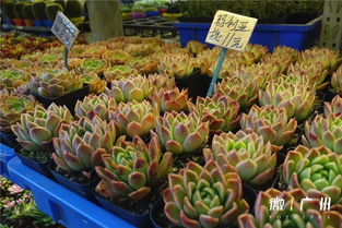 玉泉营鲜花市场怎么走？地铁直达