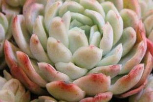 如何高效养护冰梅多肉，确保充足光照以促进生长？