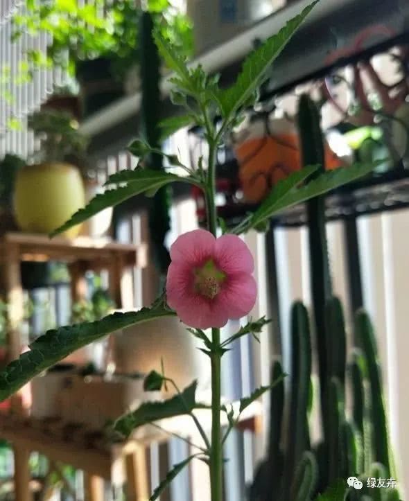 露台栅栏种植秘籍，让你美得不要不要的！