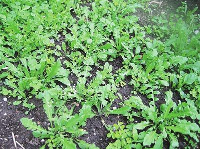 野菜图片大全+认野菜技巧，如何避免踩坑