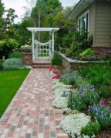 玛格丽特：四季如春的花朵