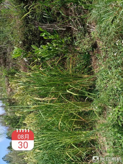 茶树油和生物农药， 平安环保的选择