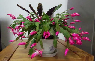 石榴花的开花条件