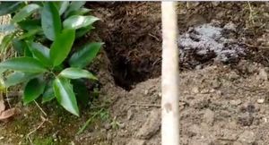 病害防治， 不嫩忽视的小细节