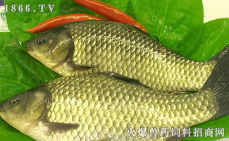 鲫鱼饲料配方表里哪种配料价格在鱼饲料多少钱一吨价格表中显示为每吨500元？