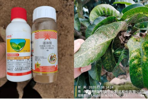 甲维吡丙醚亩省200元，介壳虫反复治不住怎么办？