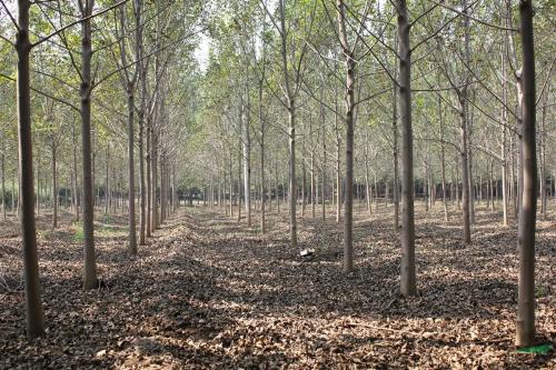 白蜡树养护的点点滴滴