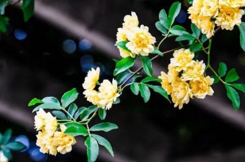 落地生根：生命力旺盛的小生命