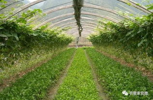 您家院子里藏着哪款北方多年生草本？