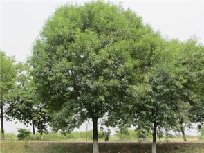 大叶女贞的嫁接选择