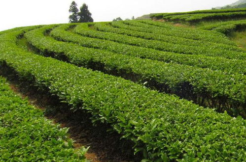 江西银河茶油基地：一亩地种植茶树苗成本大公开！