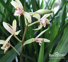 有效防范兰花烂根