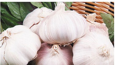 茶叶水浇大蒜，安全无毒，养花秘籍！