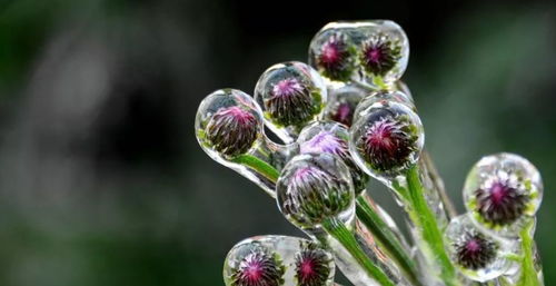 病虫害防控与光照不足解决方案