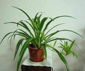 提升畜牧健康：客厅植物选择指南：吊兰、月季花、鸭跖草及富贵竹