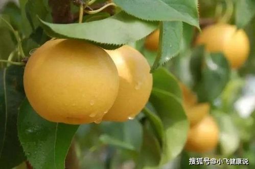 3. 梨树：梨花似雪， 梨果如珠