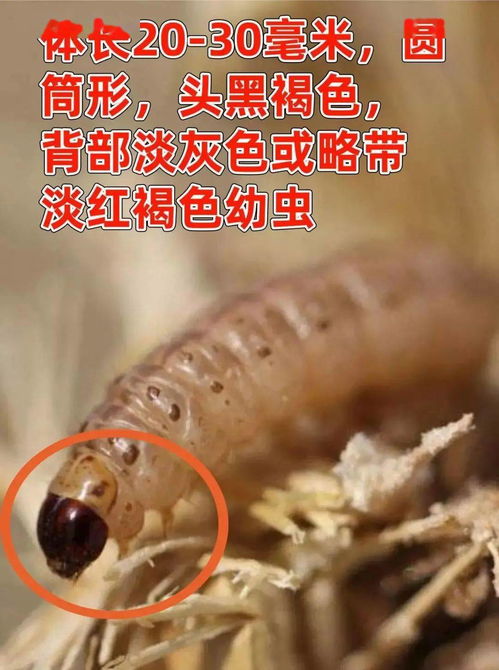 氯虫苯甲酰胺：新型杀虫剂，效果显著